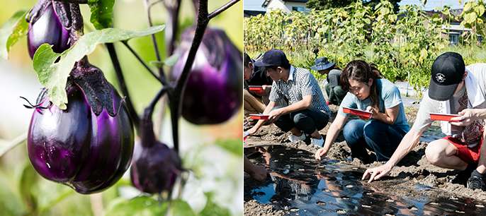 低い姿勢で少しずつ横へ移動し、植え付けをしていきます